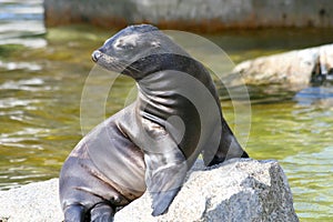 Harbor seal (Phoca vitulina)