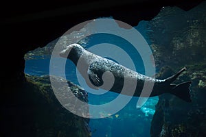 Harbor seal (Phoca vitulina).