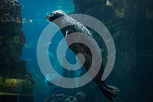 Harbor seal (Phoca vitulina).