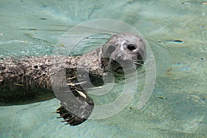 Harbor seal Phoca vitulina