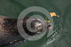 Harbor seal (Phoca vitulina), also known as the common seal.