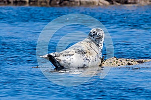 Harbor seal Phoca vitulina, also known as the common seal. Wild life animal.