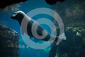 Harbor seal (Phoca vitulina). photo