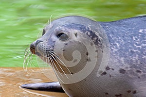 Harbor seal Phoca vitulina photo
