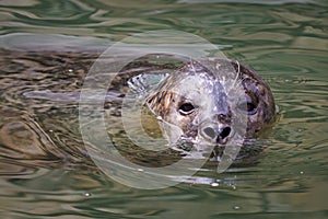 Harbor Seal Phoca vitulina with his head above green water