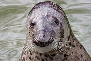 Harbor Seal Phoca vitulina with his head above green water