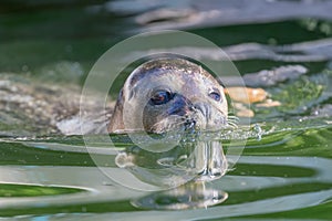 Harbor Seal Phoca vitulina in Water