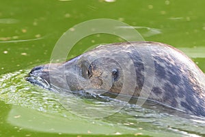 Harbor Seal Phoca vitulina in Water