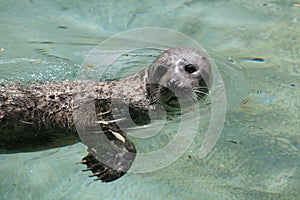 Harbor seal Phoca vitulina photo