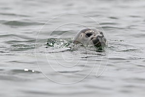 Harbor seal pops up head on a summer morning in the Muscongus Bay, Maine