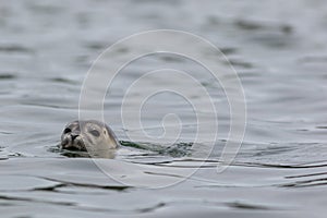 Harbor seal pops up head on a summer morning in the Muscongus Bay, Maine