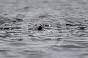Harbor seal pops up head on a summer morning in the Muscongus Bay, Maine