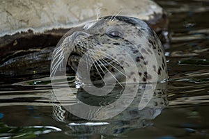 Harbor seal portrait in water