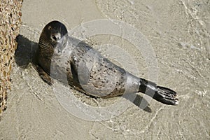 Harbor Seal Pup 4