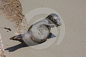 Harbor seal pup in San Diego photo