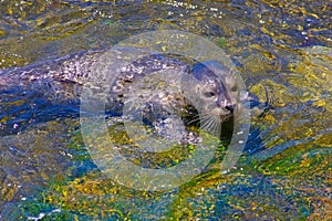 Harbor seal pup in San Diego photo