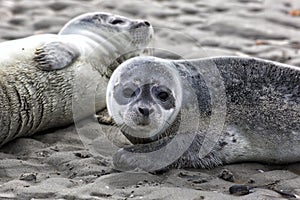 Harbor Seal Pups photo