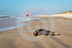 Harbor seal resting on beach, with people walking in the background