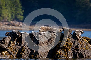 Harbor Seal resting on the rocky coastline in Ketchikan, Alaska