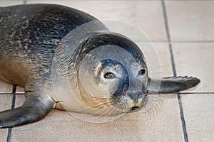 Harbor seal in Seal Sanctuary