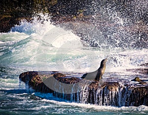 Sea Lion, Surf, La Jolla, California photo