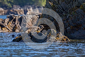 Harbor seal sitting on the rocks in Alaska