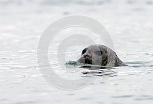 Harbor Seal swimming on a misty morning in Maine on the Sheepscot River