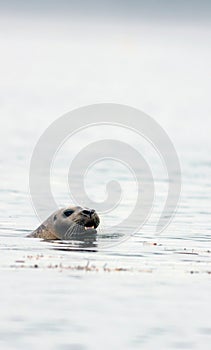 Harbor Seal swimming on a misty morning in Maine on the Sheepscot River