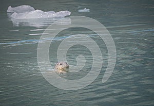 Harbor seal swims in John Hopkins Harbor