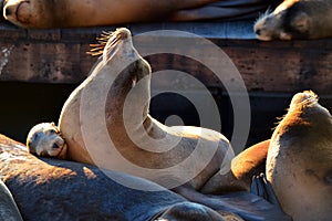 A harbor seal tilts his head towards the sun