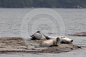 Harbor Seal trio hauling on rocks in the Damariscotta River on a cloudy misty summer afternoon