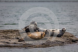 Harbor Seal trio hauling on rocks in the Damariscotta River on a cloudy misty summer afternoon