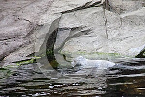 Harbor seal in water