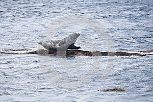 Harbor Seal in Ytri Tunga, Iceland