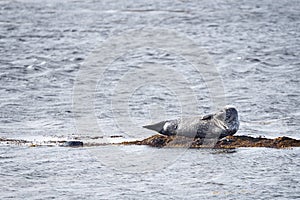 Harbor Seal in Ytri Tunga, Iceland