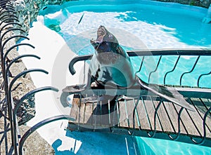 Harbor Seal at ZOO