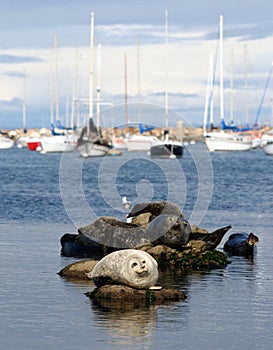 Harbor seals