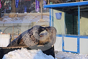 Harbor Seals Basking on Snowfield