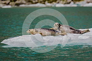 Harbor Seals basking in sunshine in John Hopkins inlet of Glacier Bay