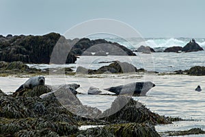 Harbor seals common seals on a rock on Ytri Tunga beach, on Snaefellsness peninsula Iceland