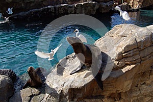 Harbor seals and egrets at Seaworld pool