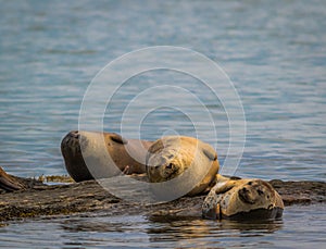 Harbor Seals haul on rocks along the Damariscotta River, Maine, on a sunny afternoon