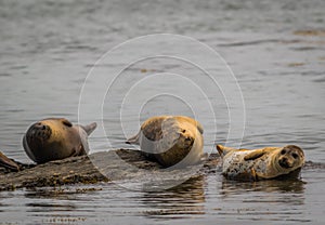 Harbor Seals haul on rocks along the Damariscotta River, Maine, on a sunny afternoons