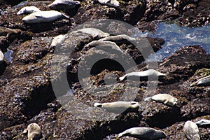 Harbor seals hauled out