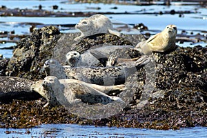 Harbor Seals Hauled Out