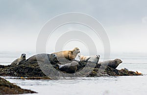 Harbor Seals hauling on a misty morning in Maine on the Sheepscot River