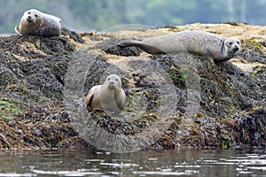 Harbor Seals hauling on a misty morning in Maine on the Sheepscot River