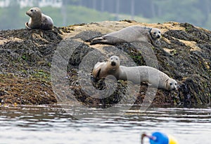 Harbor Seals hauling on a misty morning in Maine on the Sheepscot River