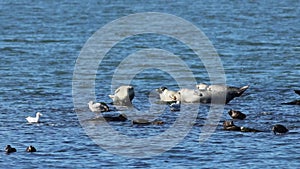 Harbor Seals hauling out on rocks with Seagulls and Brants nearby on a bright sunny day