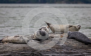 Harbor Seals hauling on rocks in the Damariscotta River on a cloudy misty summer afternoon